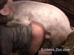 Nasty pig pounds a farm zoofil in the doggy style pose