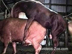 Animalxvideos - XVIDEOS Free Zoo Porn Tube Videos from XVIDEOS.COM