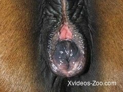 Take a look at stallion asshole in close-up, isn't it awesome?
