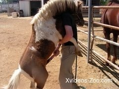 Trained pony has a very big and loaded dick that looks like a shaft