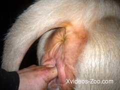 Dude fucks a horse after stimulating it's tight anal hole