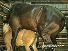 Brutally big brown stallion hardly fucks a sweet pony