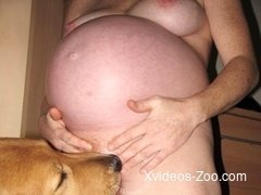 Dog licks a juicy pussy of a big-boobed pregnant zoofil